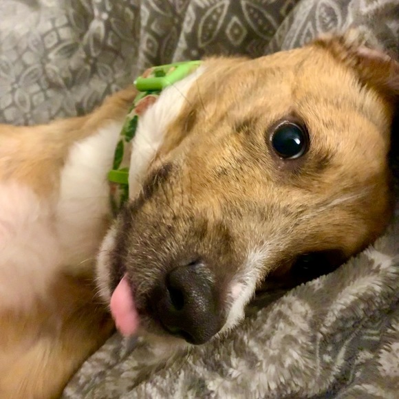 Meet your Posher, Amber - Picture 3 of 5